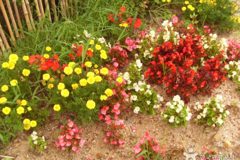 Ganghwa Mugwort Festival  (6/14)