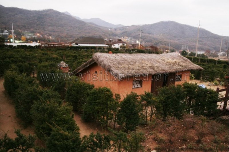 Ganghwa Mugwort Festival  (11/14)