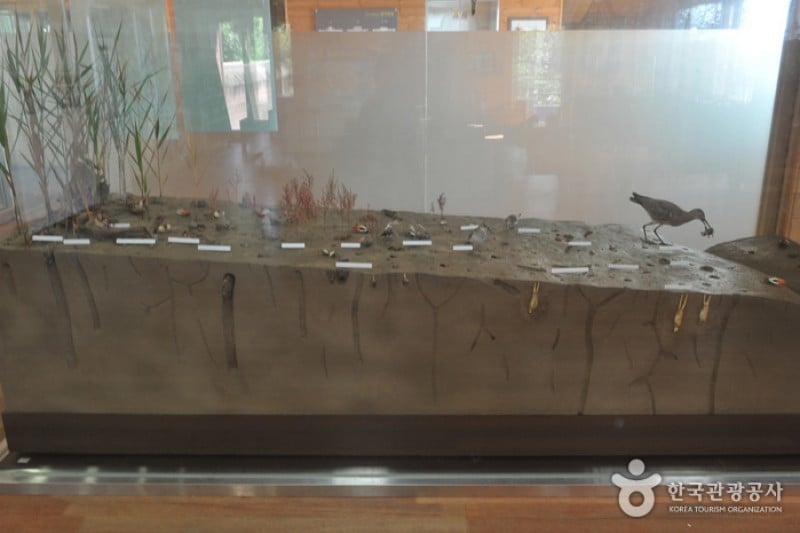 Ganghwa Tidal Flat Center  (15/19)