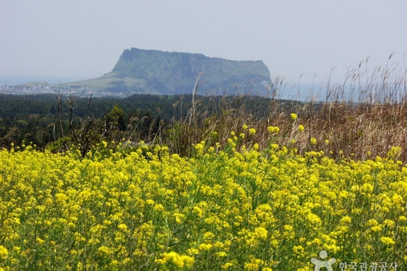 Seongsan Ilchulbong Peak [UNESCO World Heritage]  (8/31)