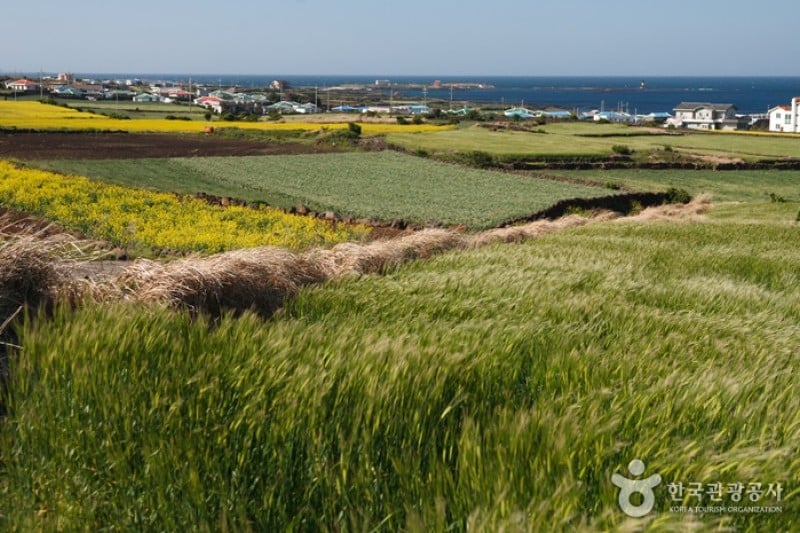 Udo Maritime Park(Udo Island) (6/16)