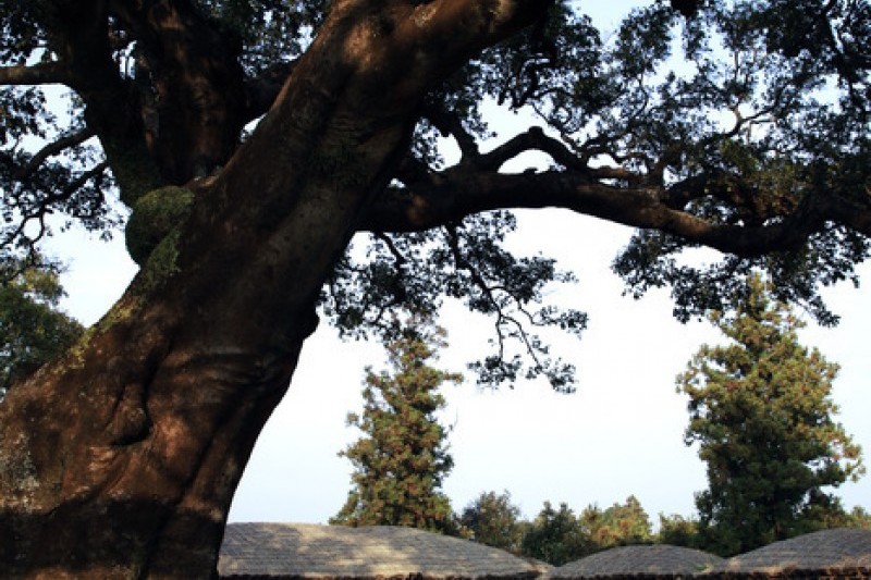 Seongeup Folk Village  (7/19)