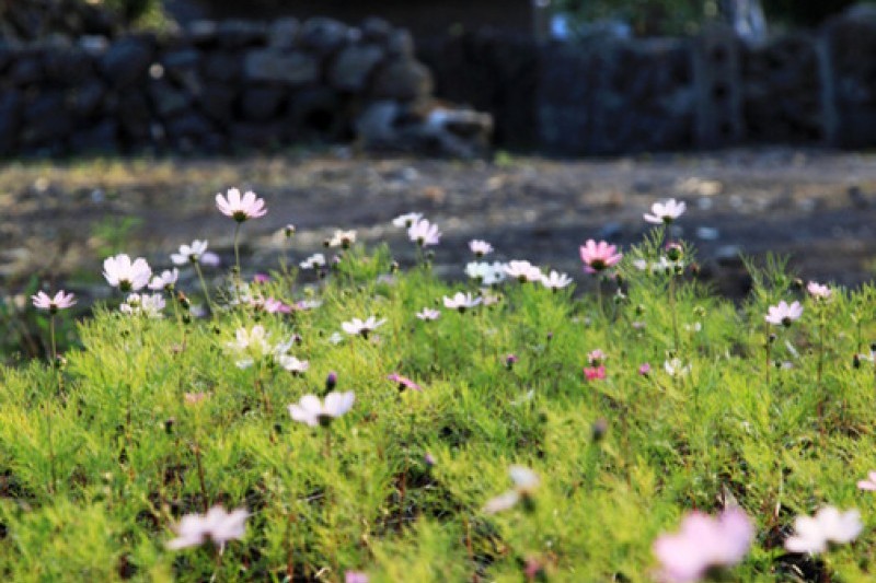 Seongeup Folk Village  (11/19)