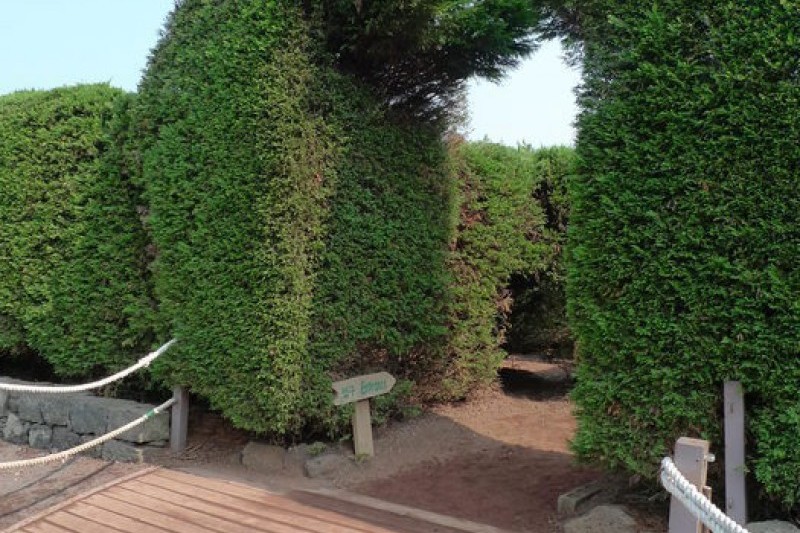 Gimnyeong Maze Park  (11/24)