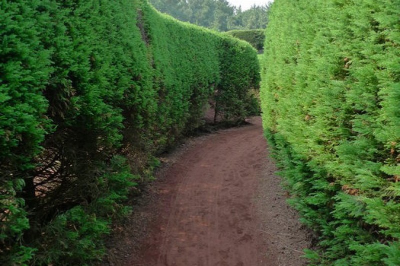 Gimnyeong Maze Park  (16/24)