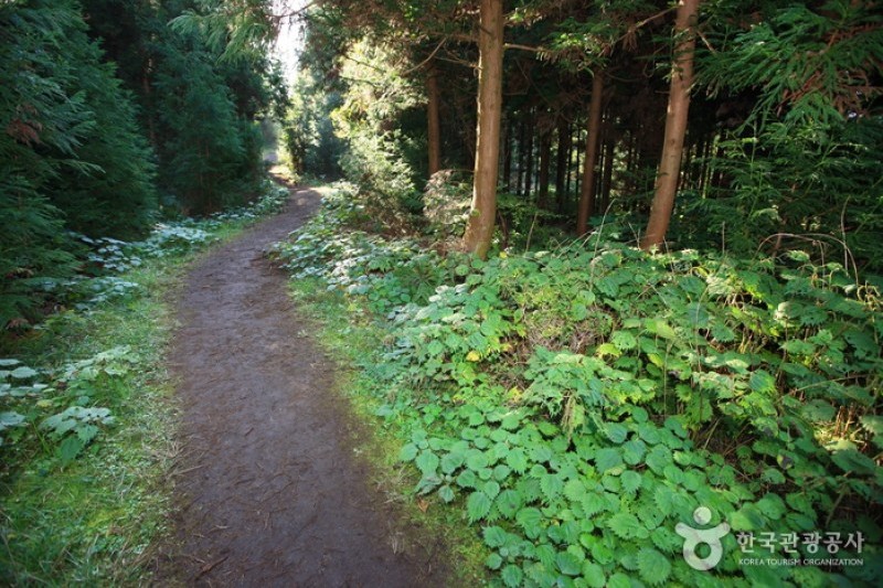 Geomun Oreum [UNESCO World Heritage]  (7/20)