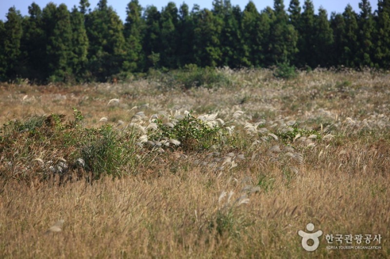 Geomun Oreum [UNESCO World Heritage]  (12/20)