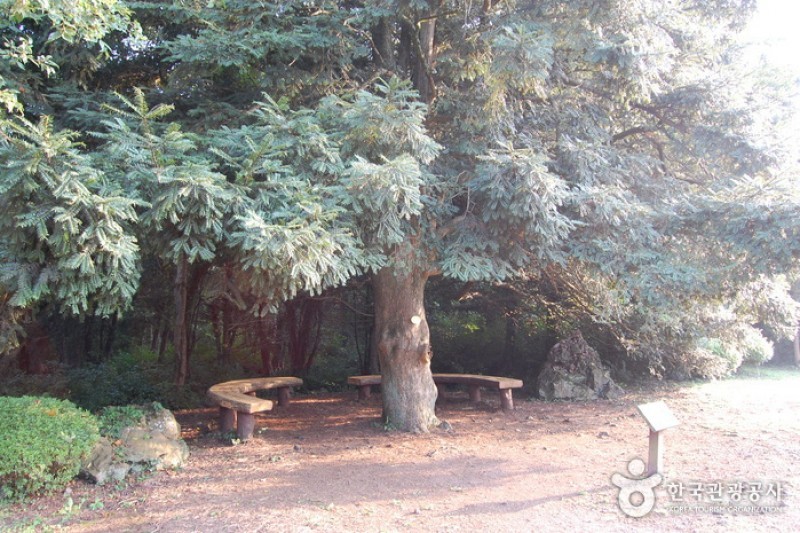 Bijarim Forest  (9/27)