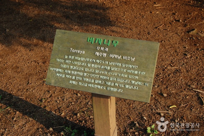 Bijarim Forest  (10/27)