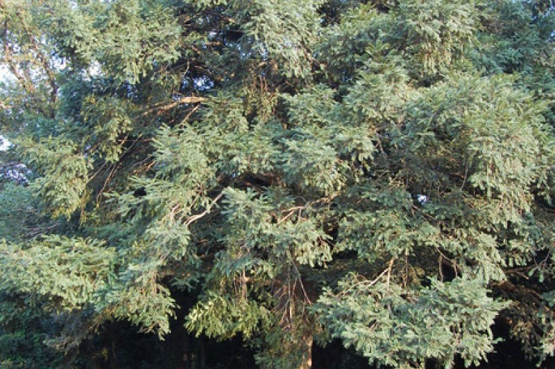 Bijarim Forest  (11/27)