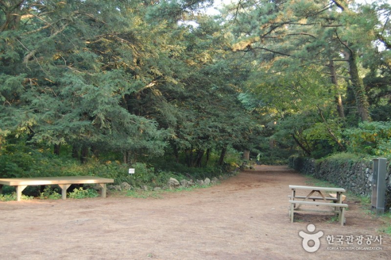 Bijarim Forest  (13/27)