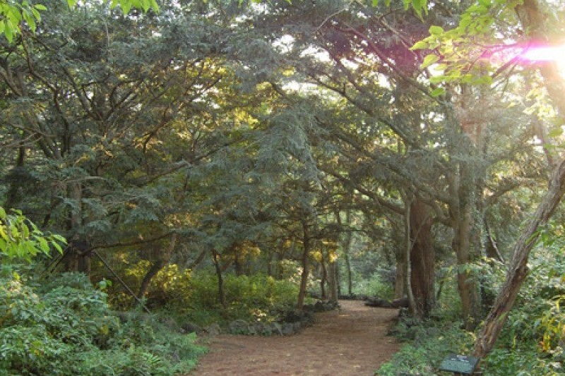 Bijarim Forest  (14/27)