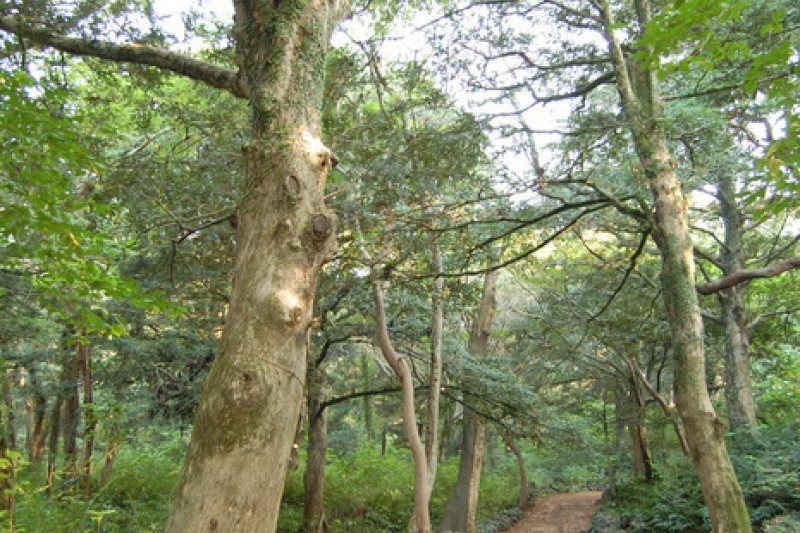 Bijarim Forest  (15/27)