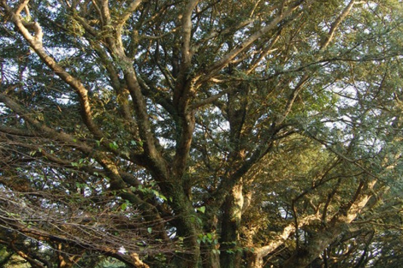 Bijarim Forest  (19/27)