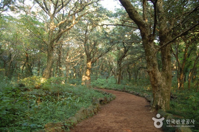 Bijarim Forest  (20/27)