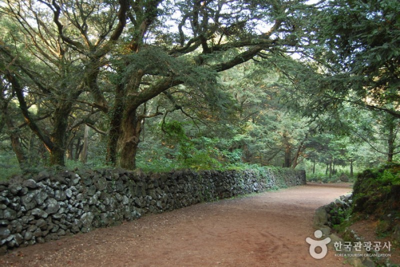 Bijarim Forest  (21/27)