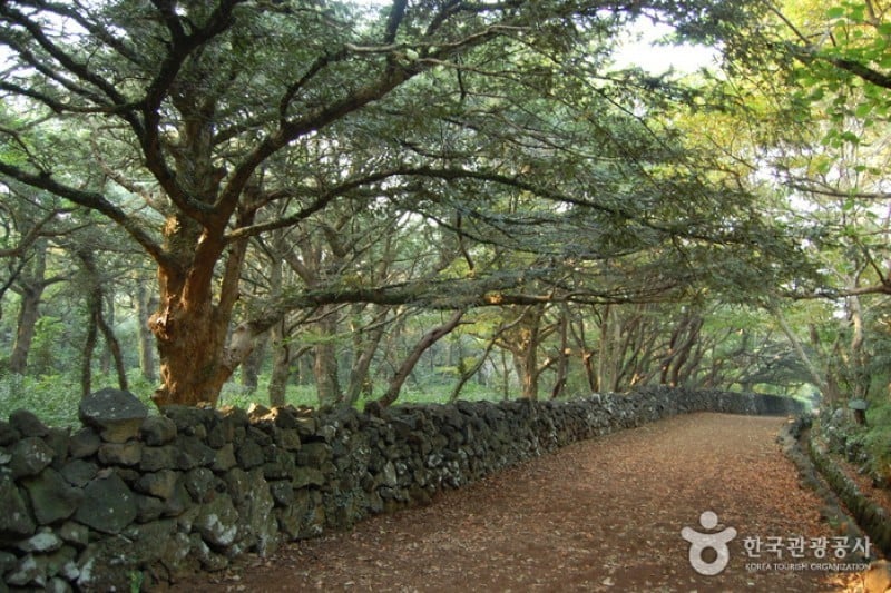 Bijarim Forest  (22/27)