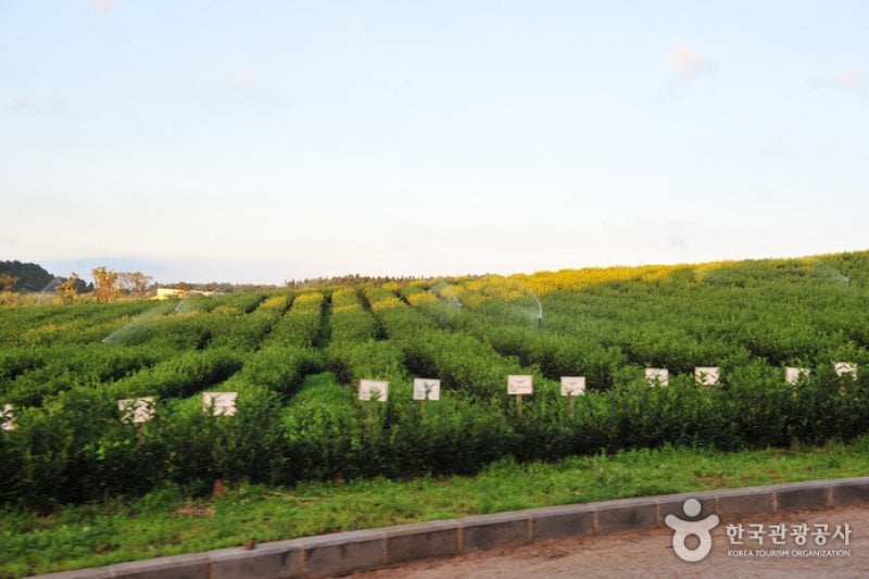 Daheeyeon Garden  (9/11)
