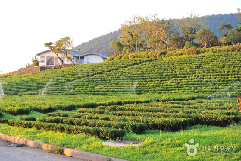 Daheeyeon Garden  (11/11)