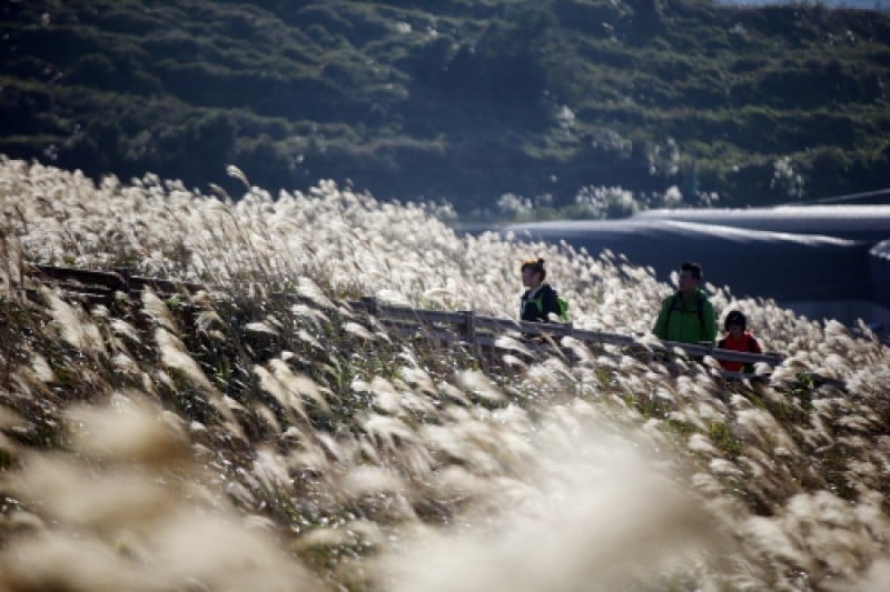 Jeju Olle Walking Festival  (5/5)