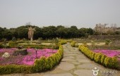 Camellia Hill 