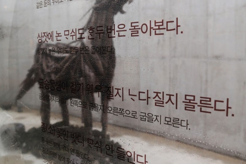 Jeju Horse Park  (7/18)
