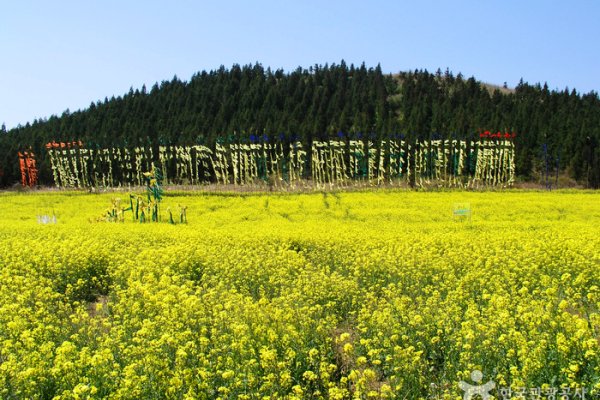 Seogwipo Rape Flower International Walking Festival