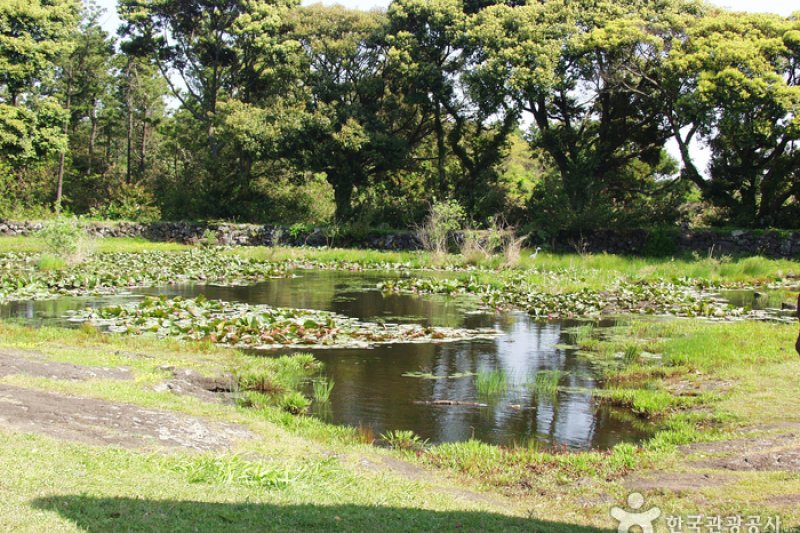 Honinji Pond  (1/16)