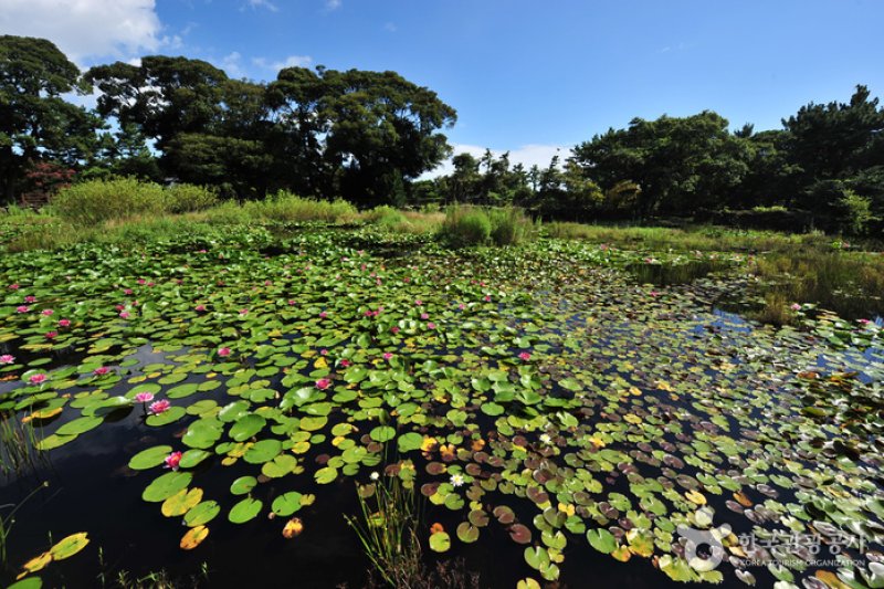 Honinji Pond  (9/16)