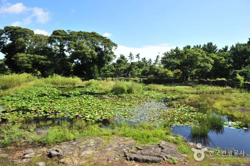 Honinji Pond  (11/16)