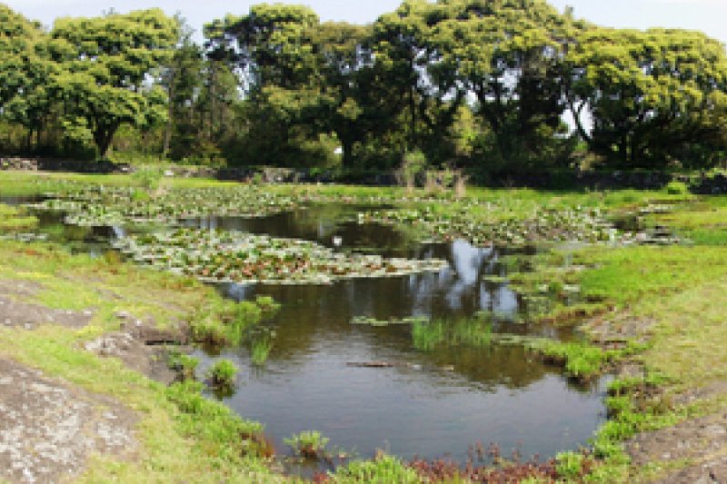 Honinji Pond  (15/16)