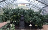 Citrus Museum 