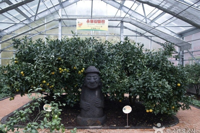 Citrus Museum  (4/26)