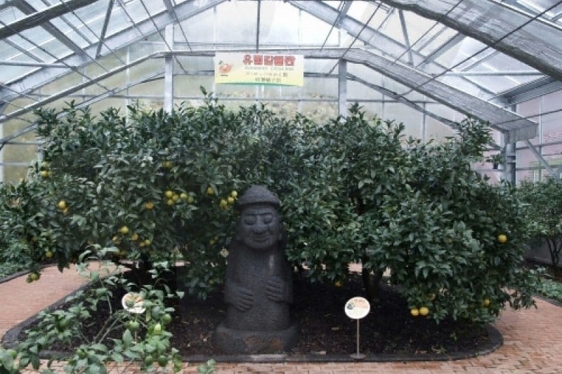 Citrus Museum  (14/26)