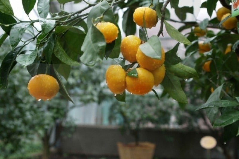Citrus Museum  (16/26)