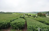 Seogwang Tea Garden 