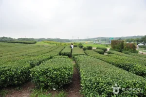 Seogwang Tea Garden 