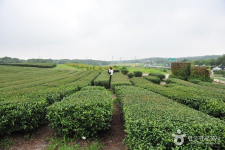Seogwang Tea Garden 