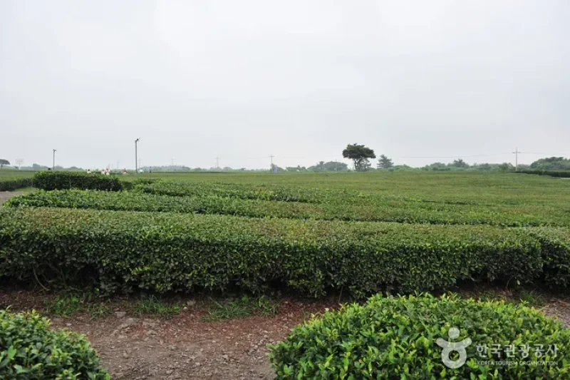 Seogwang Tea Garden  (2/5)