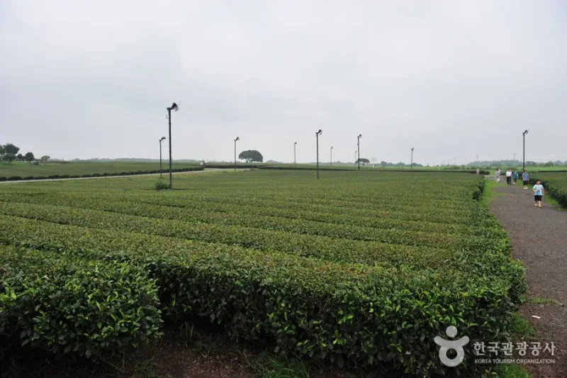 Seogwang Tea Garden  (3/5)