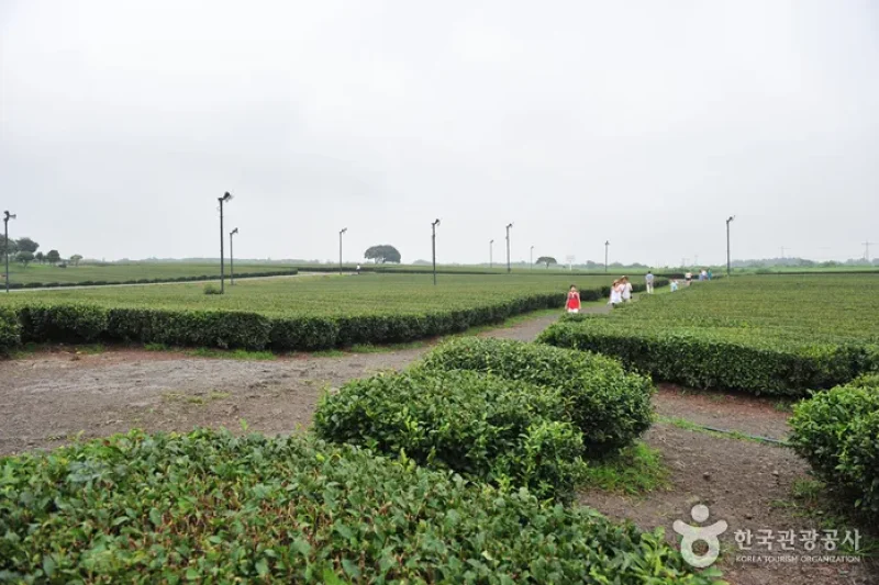 Seogwang Tea Garden  (4/5)