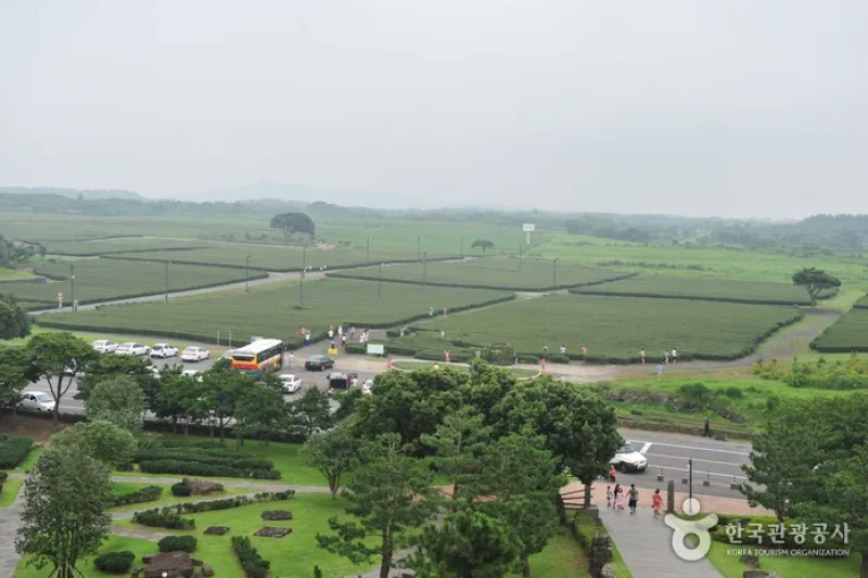 Seogwang Tea Garden  (5/5)
