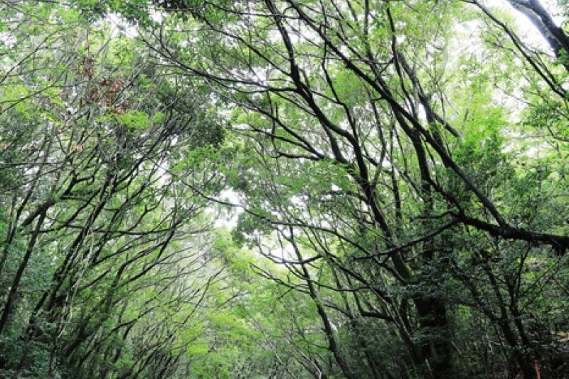 Jeju Island Special Tourist Zone  (20/28)
