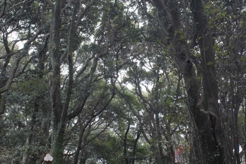 Jeju Olle Trail - Route 15  (3/4)