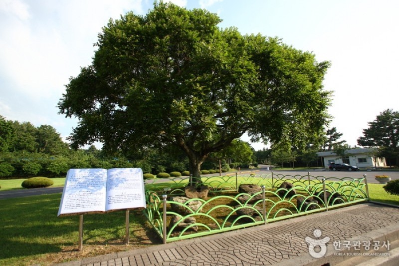 Jeju Olle Trail - Route 16  (6/13)