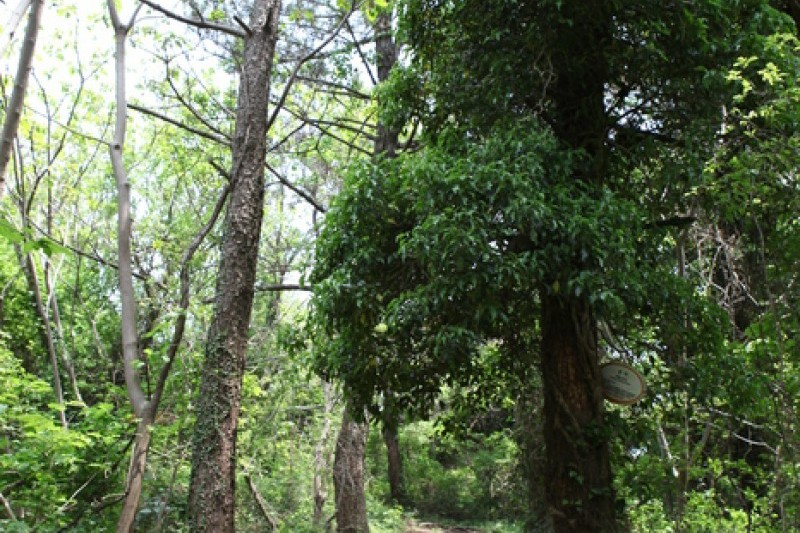 Jeoji Oreum (Dakmol Oreum) (1/14)