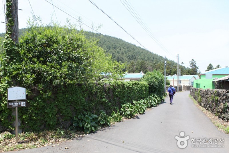 Jeoji Oreum (Dakmol Oreum) (11/14)