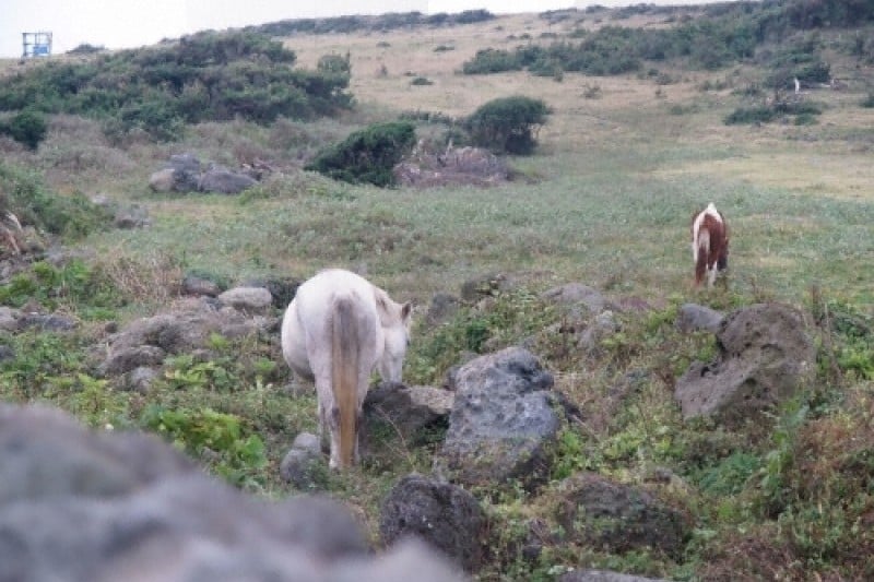 Sinpung Sincheon Bada Mokjang (Seaside Ranch) (신풍 신천 바다목장) (2/6)