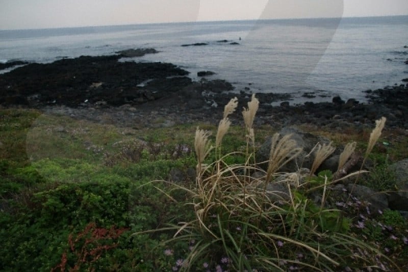 Sinpung Sincheon Bada Mokjang (Seaside Ranch) (신풍 신천 바다목장) (4/6)
