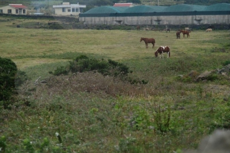Sinpung Sincheon Bada Mokjang (Seaside Ranch) (신풍 신천 바다목장) (5/6)